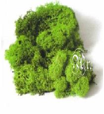 Musgo 100 G. Verde Claro