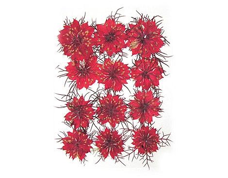 Flor Seca Y Prensada 1993