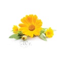 [0931163] Esencia 20 Ml. Calendula