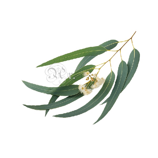 Esencia 20 Ml. Eucalipto