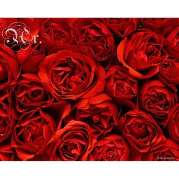 [0931306] Esencia 10 Ml. Rosas