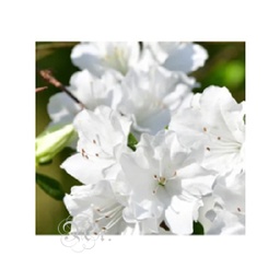 [0931392] Esencia 20 Ml. Flores Blancas